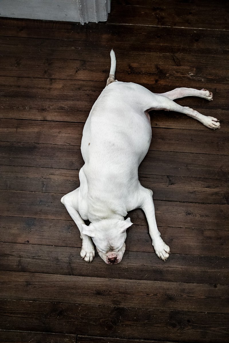 pot bellied pig