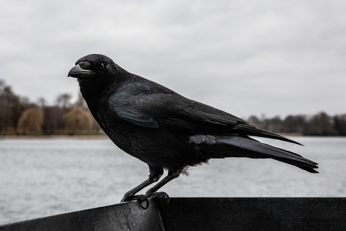 met a nice burd