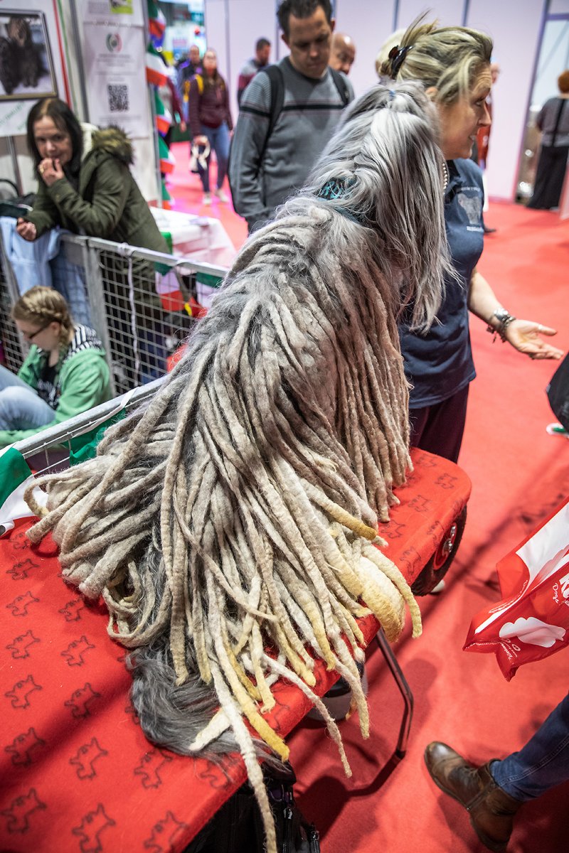 CRUFTS or bust?!