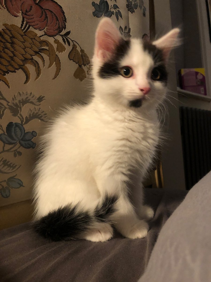 zelenskyy the cat