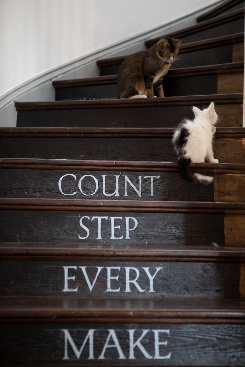 two cats one house