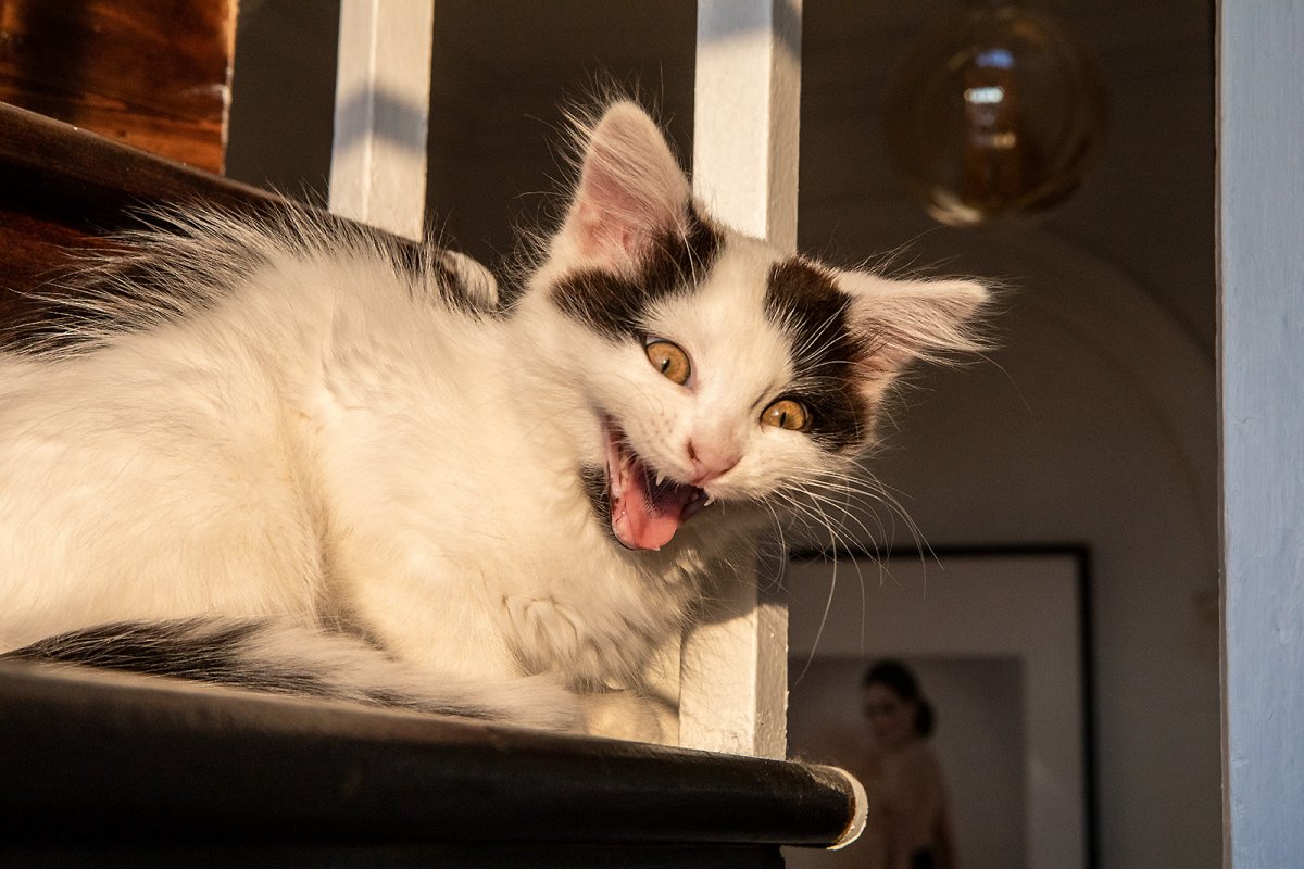 yawning, not screaming