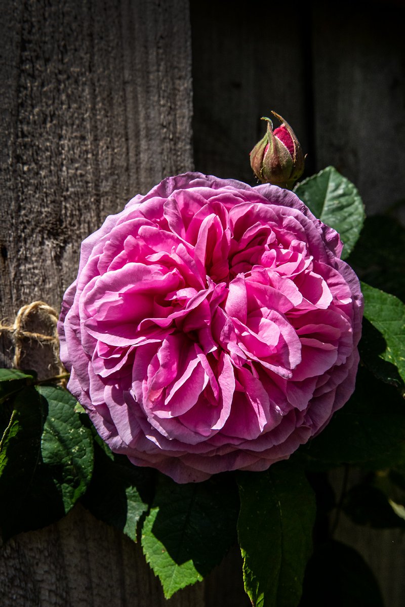 rose