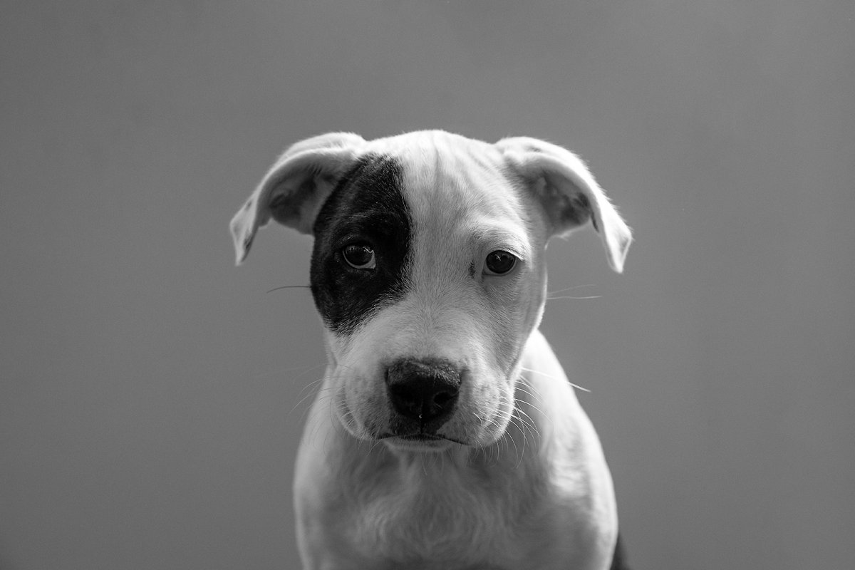 snoop doggy dawg