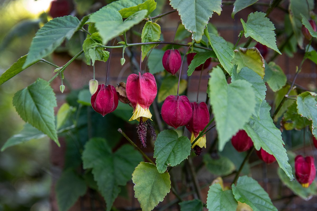 Abutilon Megapotamicum