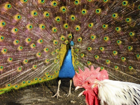 hamilton and cock