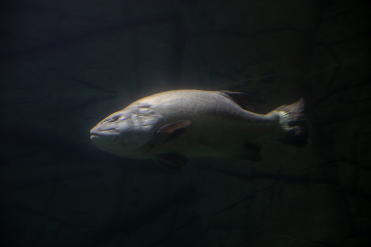 ugly big assed fish