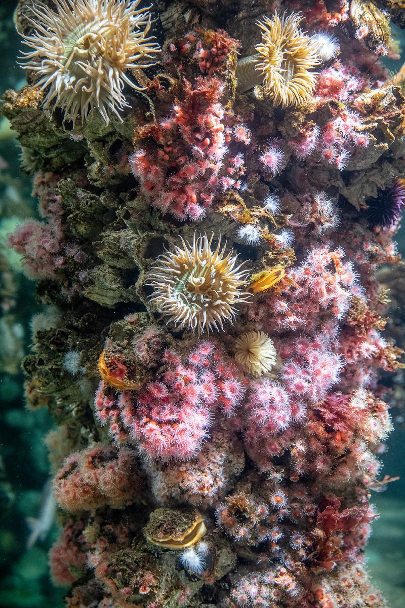 so much beauty in the sea