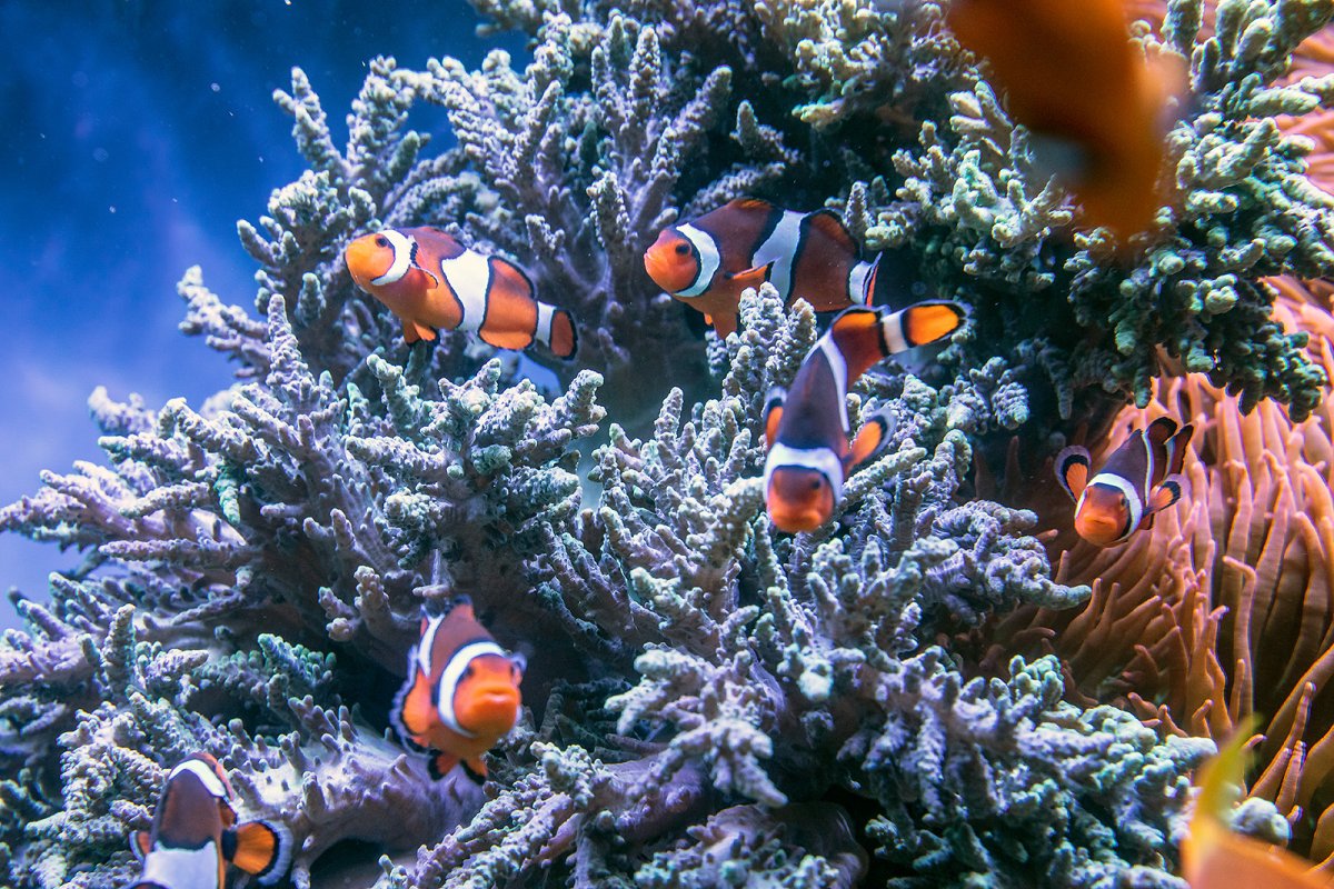 alreet: which one of you fkrs is nemo?