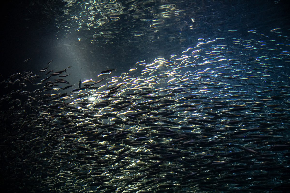 shoal