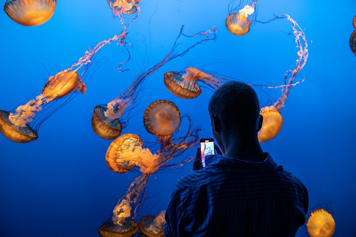 jellies