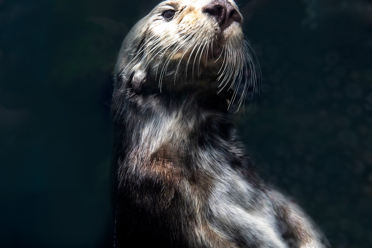 whiskers