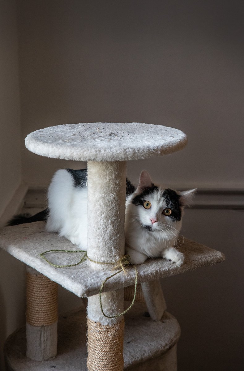 I may have overdosed on catnip