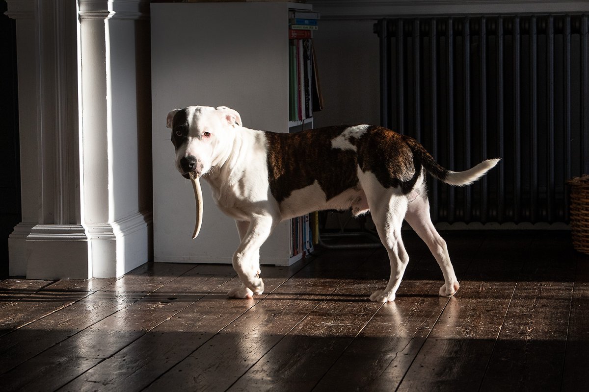 a rare sighting of the lesser-known, sabre-tooth dawg