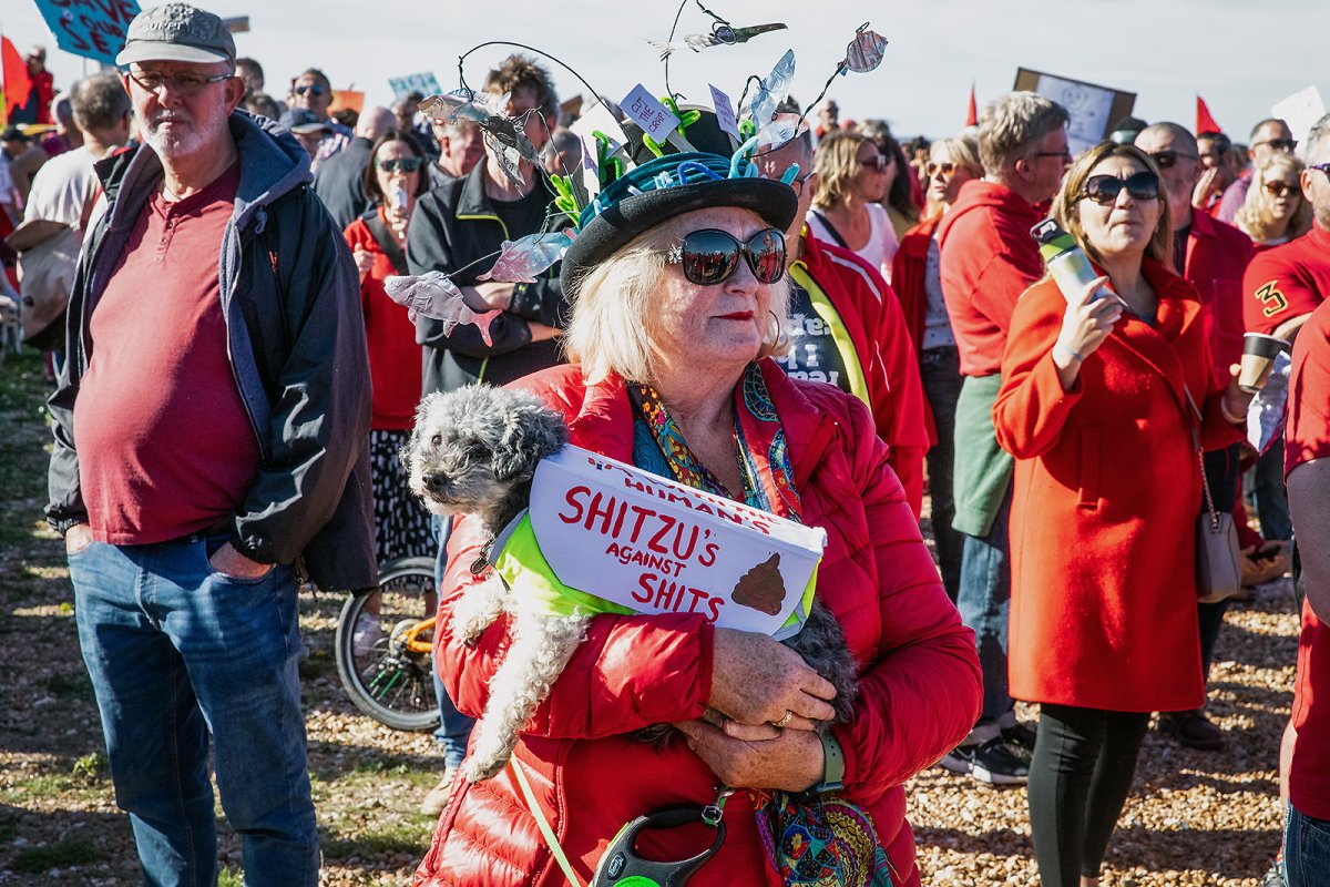 shitzus against shits