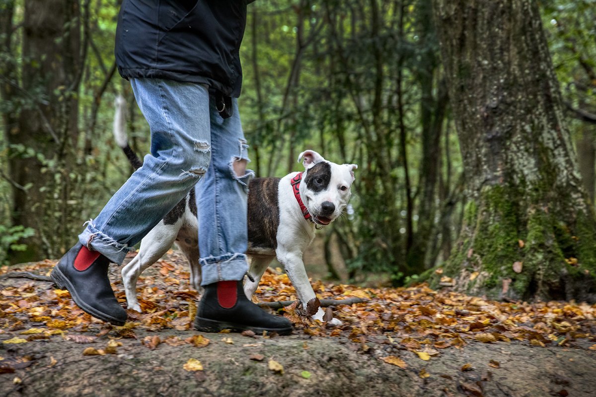 ima happy happy dog, ima happy happy dog