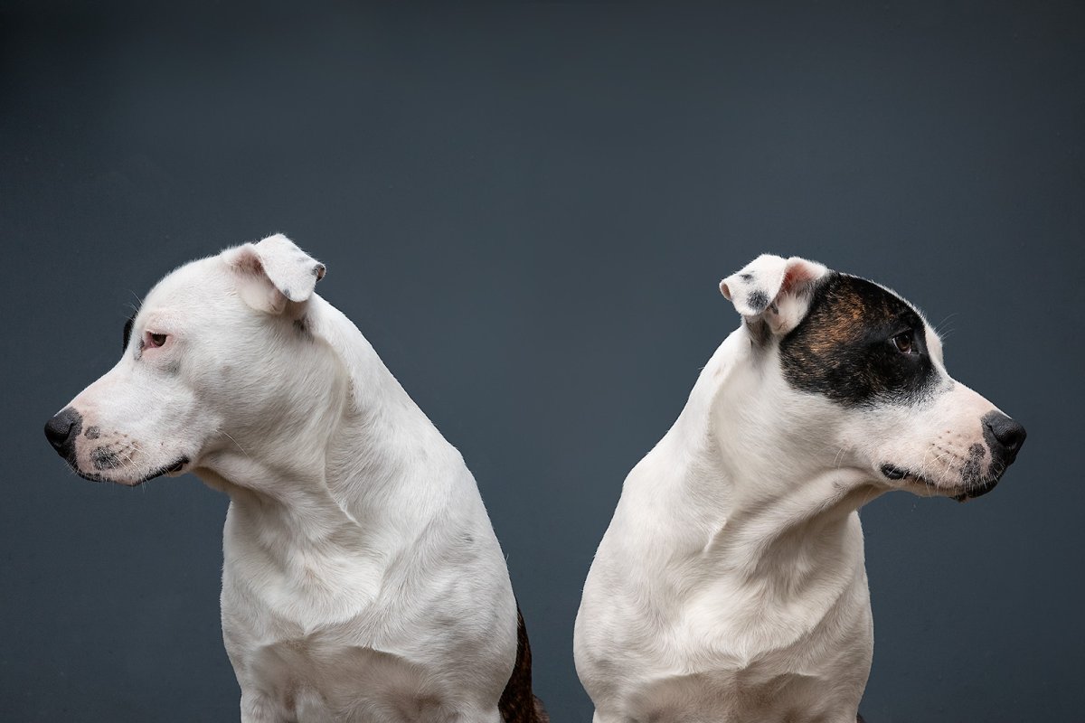 dr jackal and mr hide