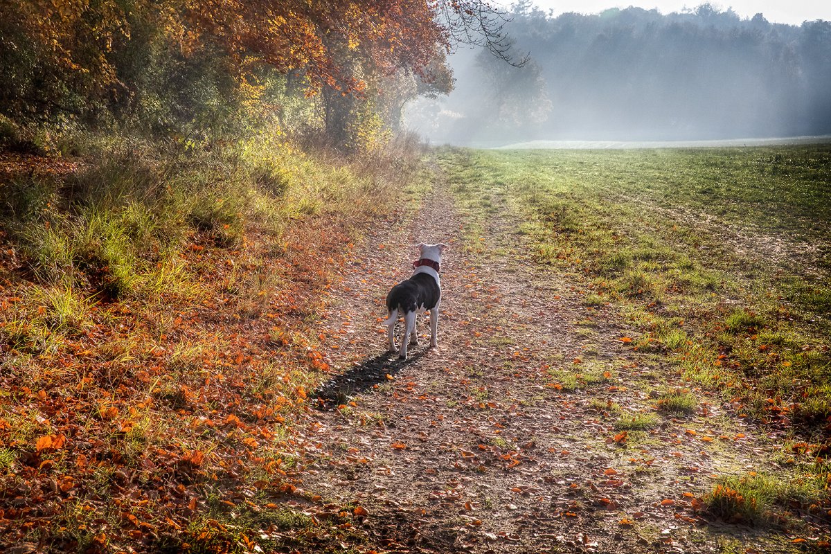 autumnal walking in the sun and mist