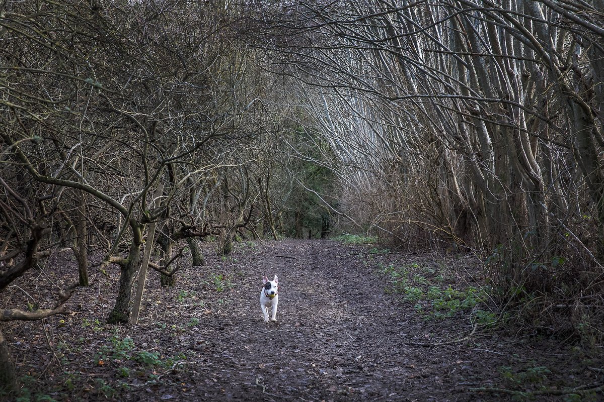 a young dog of the woods