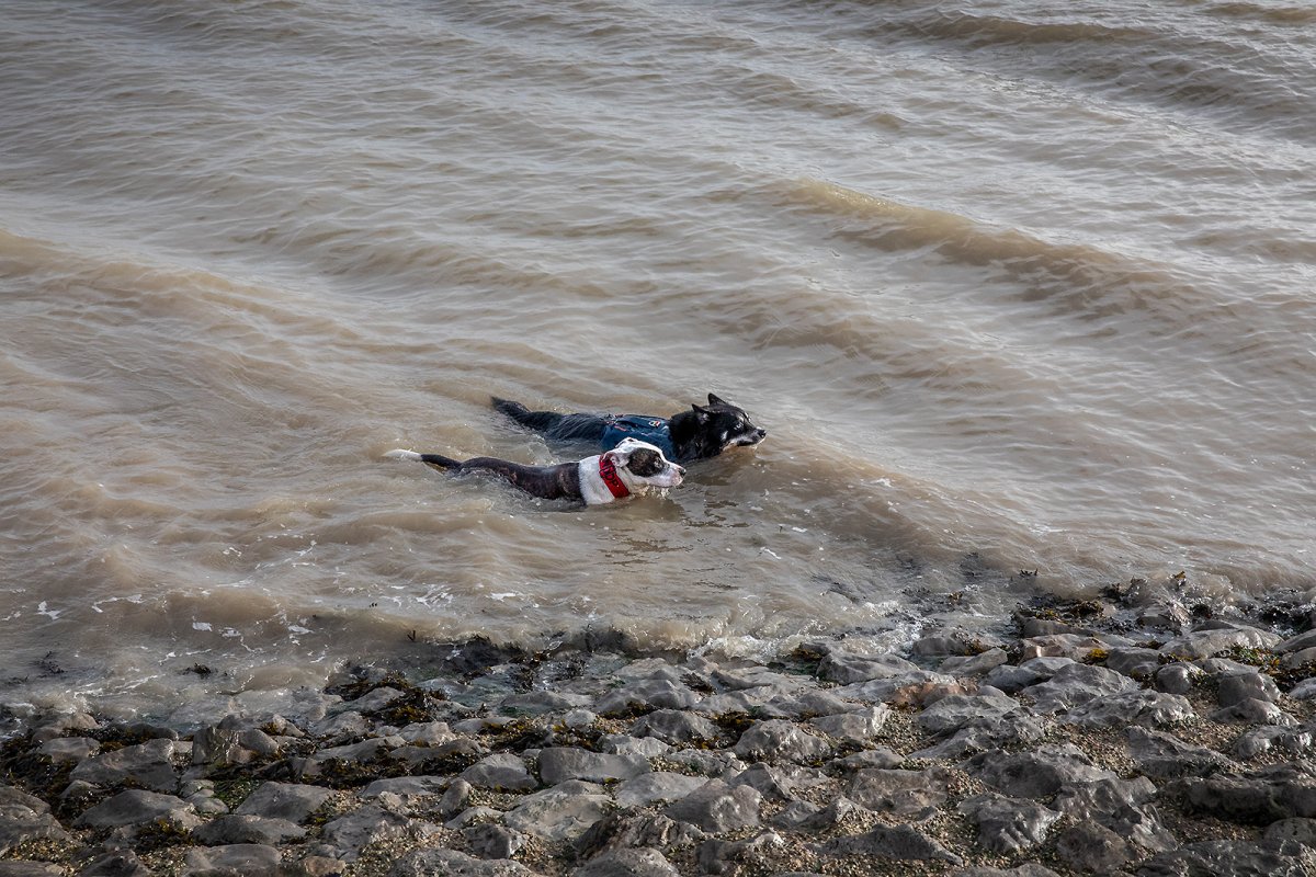 synchronised (wild) swimmers