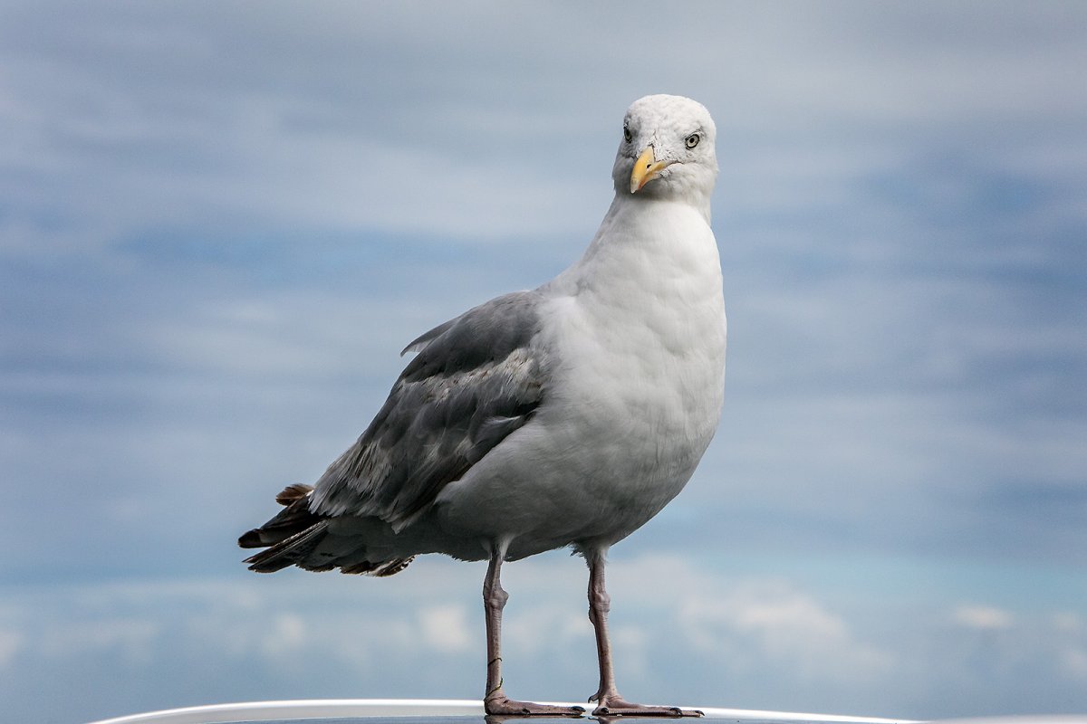 a suspicious look #2