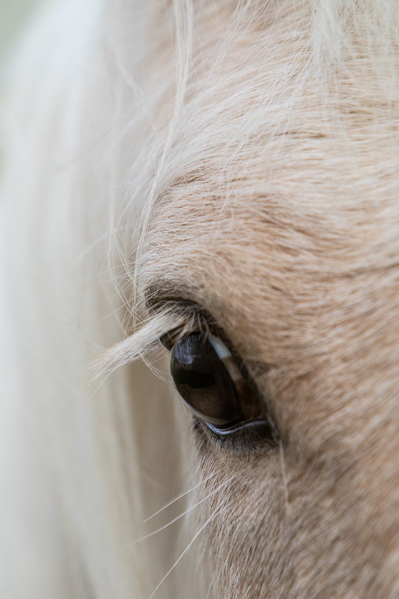 a horse called man
