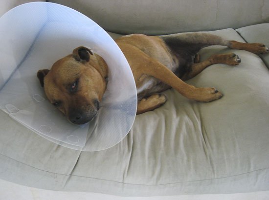 le chien est triste