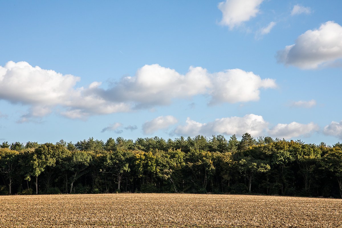 treeline