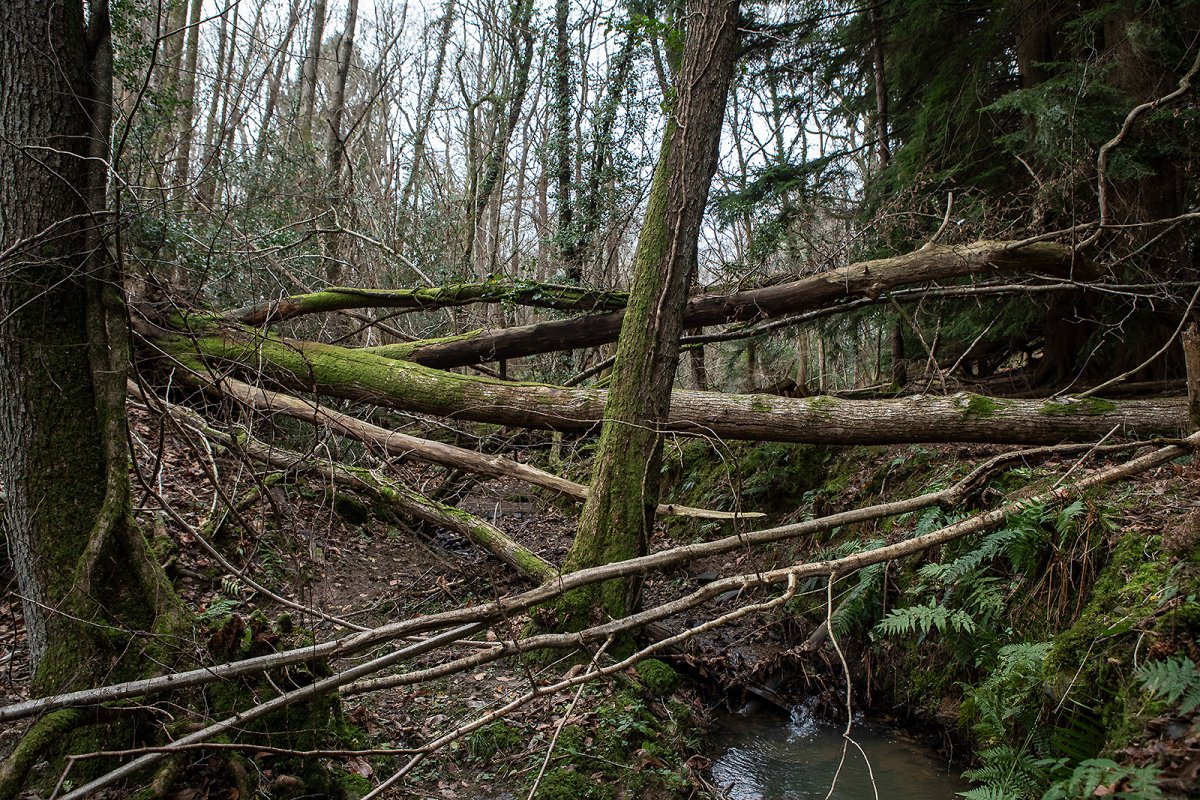to our woods