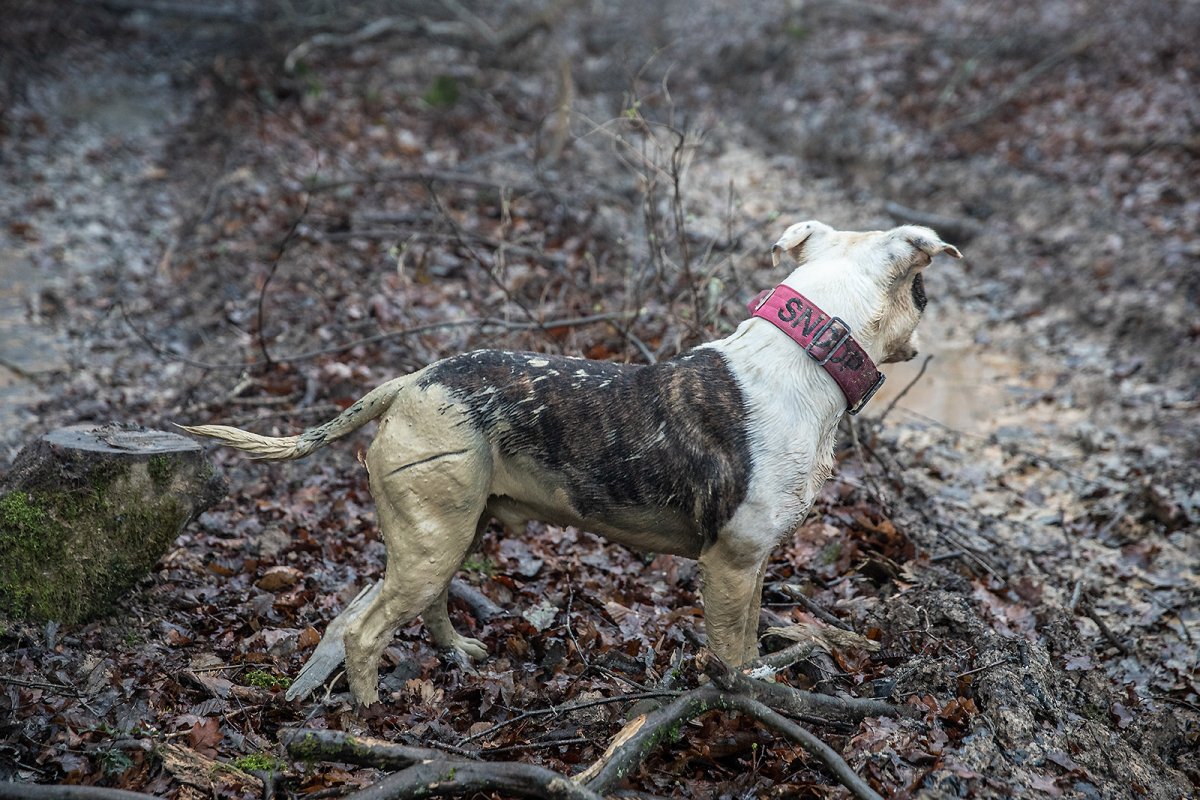 mucky pup