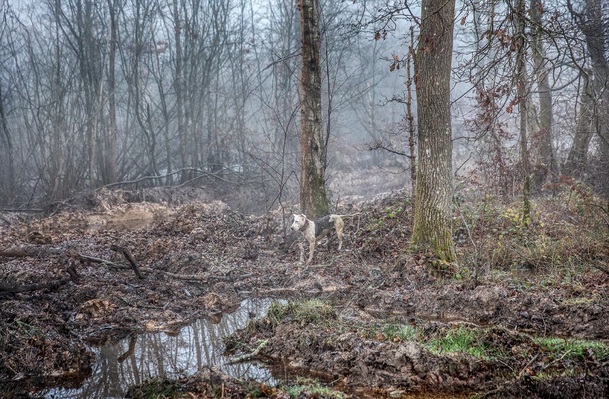 spot the dog