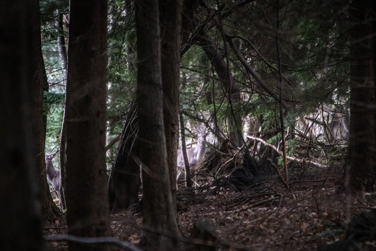 deer friends