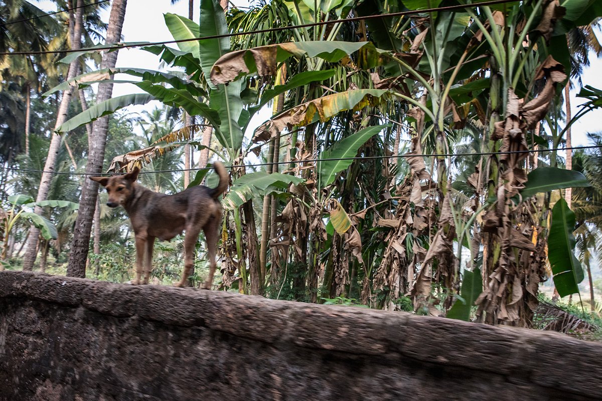 dog on a wall