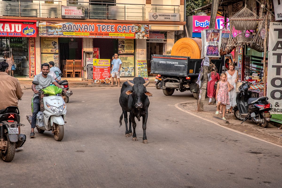 immovable object 1: the sacred cow