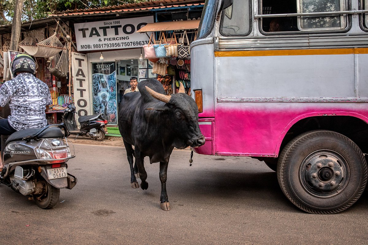 bus vs cow