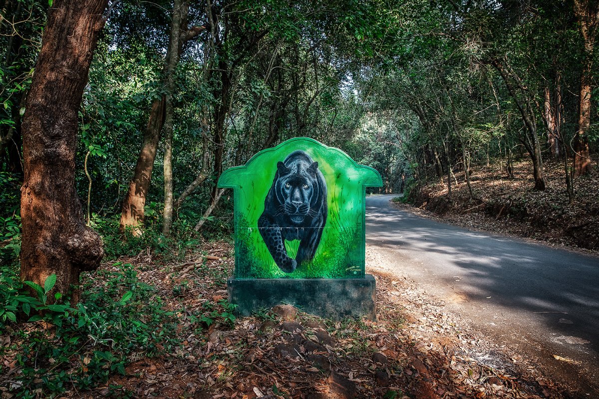 big cat photo opportunity