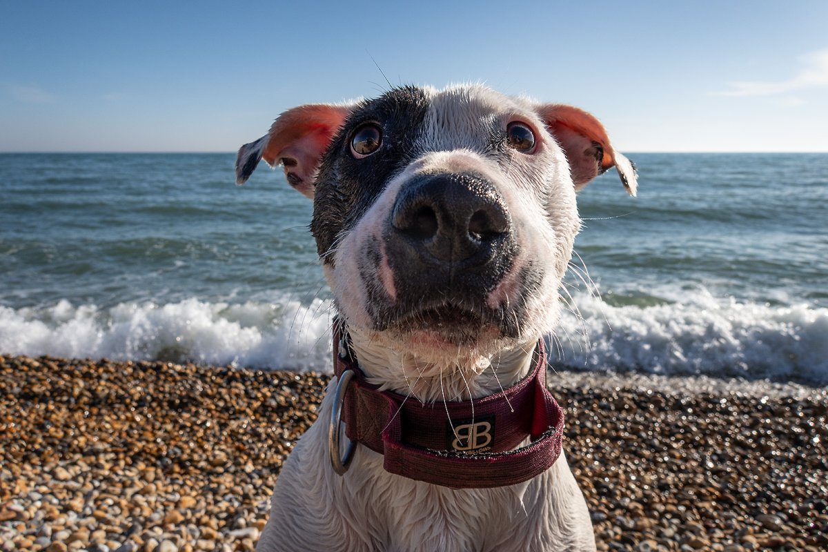 a dog's life