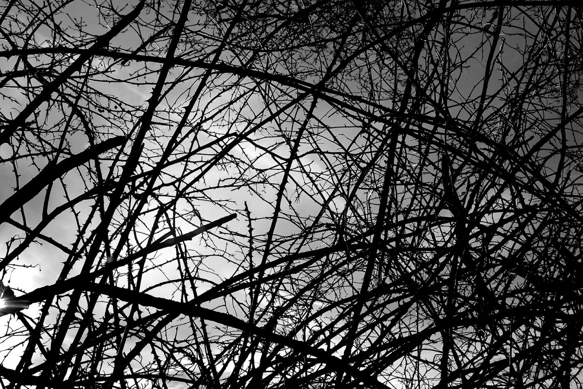 a thorn in my side