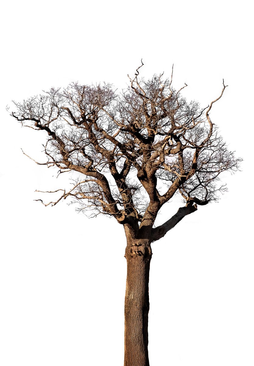 trees I have known and loved #763