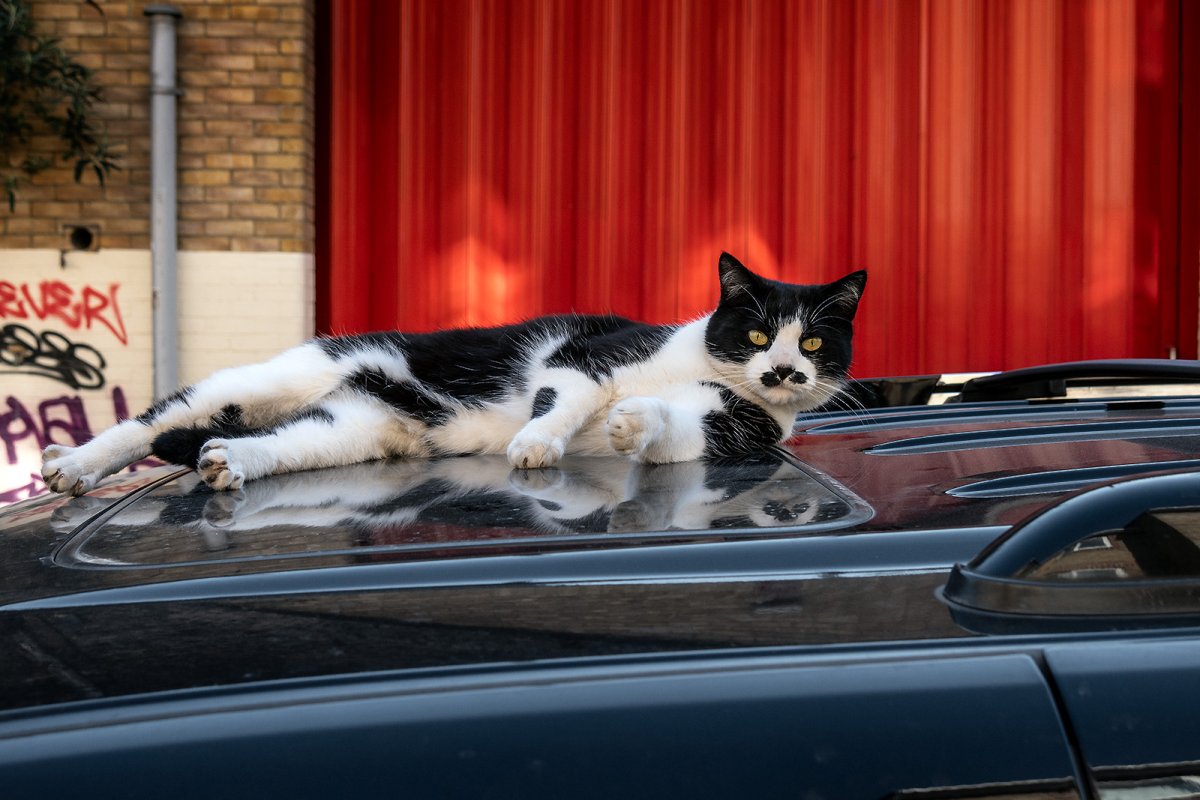 mouse-tash cat