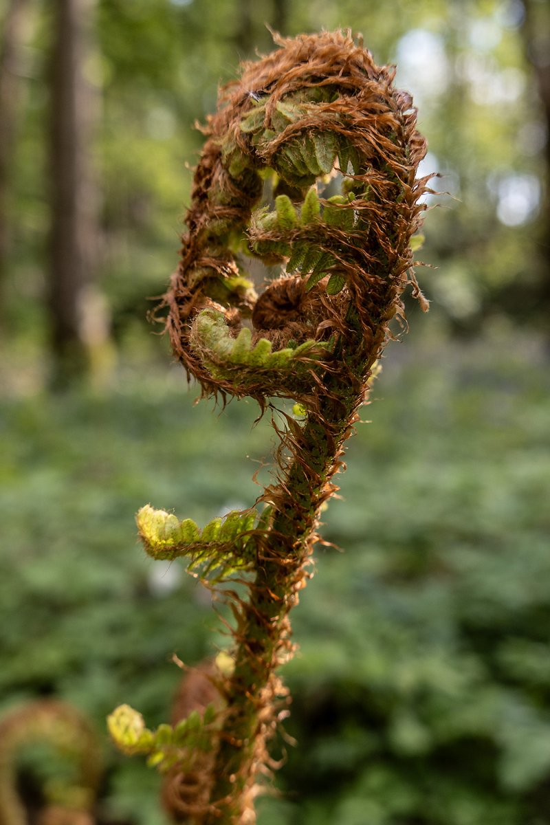 fern cotton 