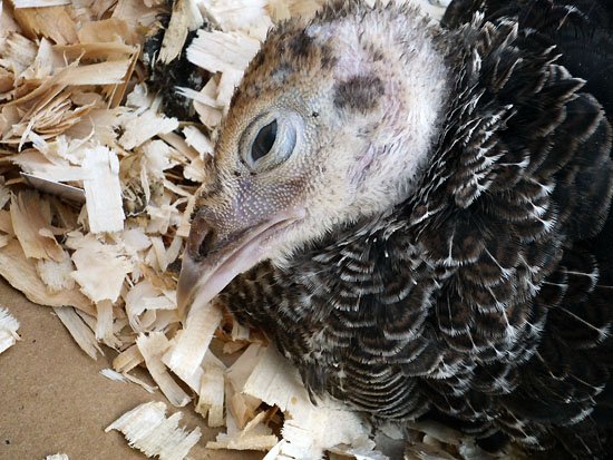 la turkey est morte