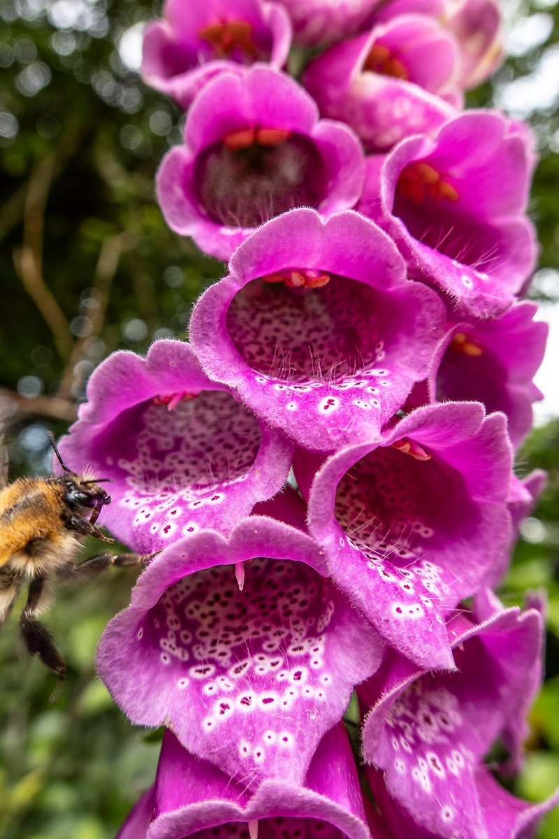 fox glove