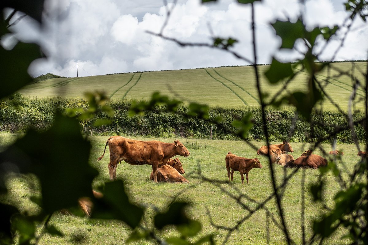COWS!!