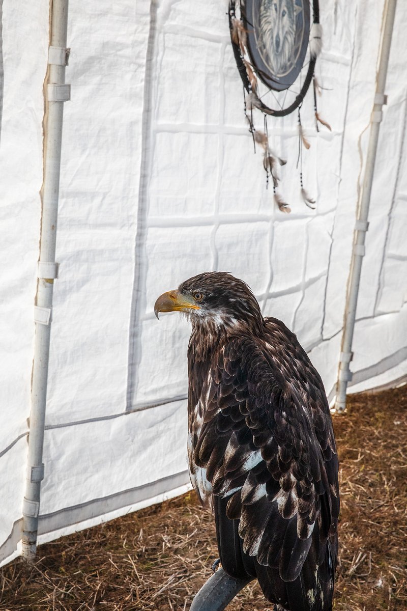 a juvenile bald headed eagle
