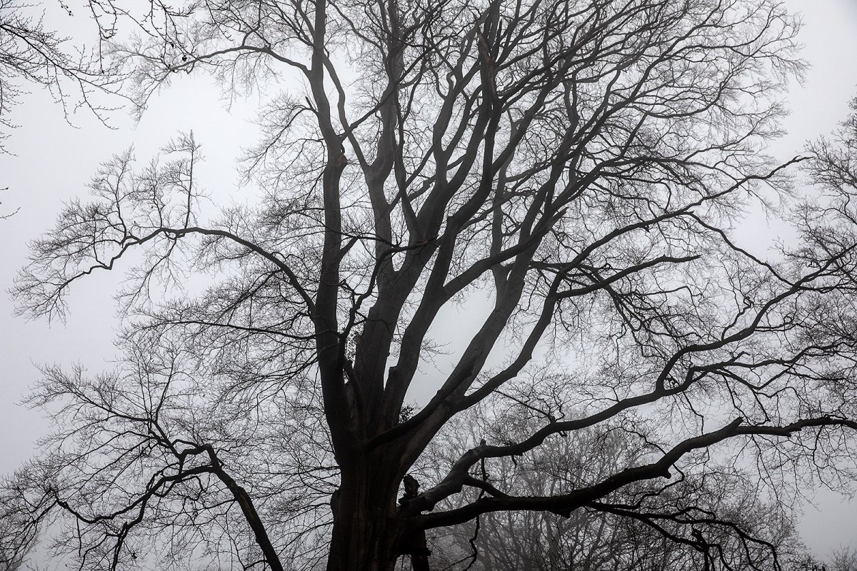 standing amongst the giants