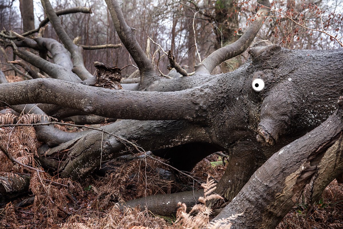 found a sleepy elephant / giant grey squid