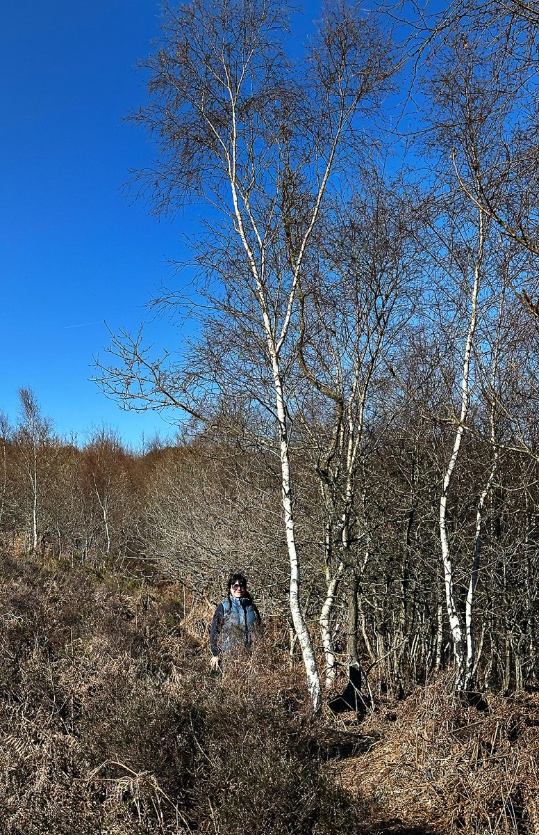 ashdown forest 