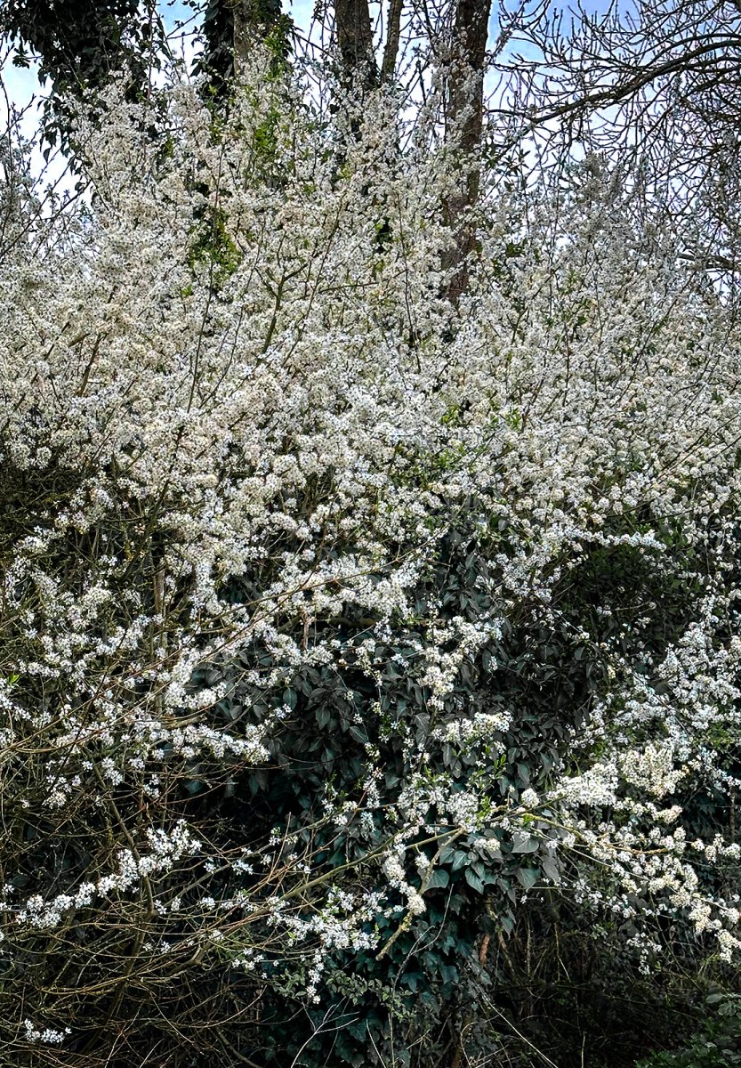 blossom