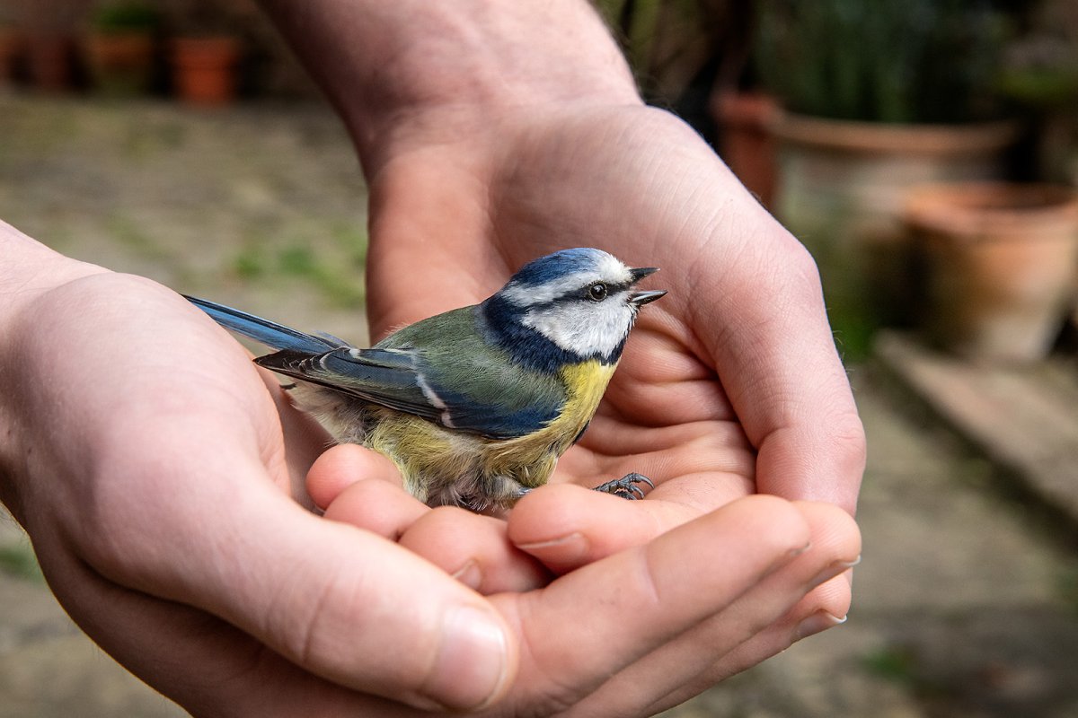 great tit